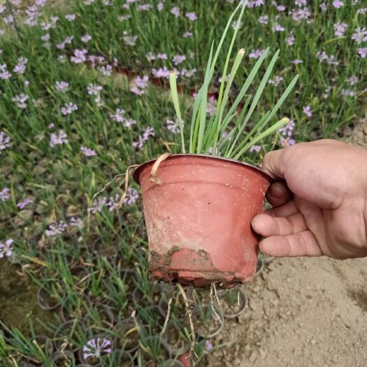 丹阳市紫娇花