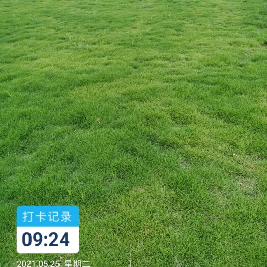 马尼拉草皮