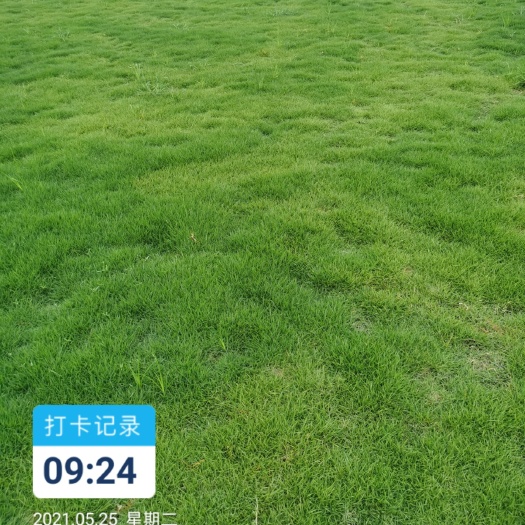 文山市马尼拉草皮