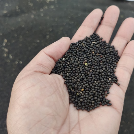 东至县 5万斤油菜籽新收割上市，成熟度高，出油率高，需要的联系