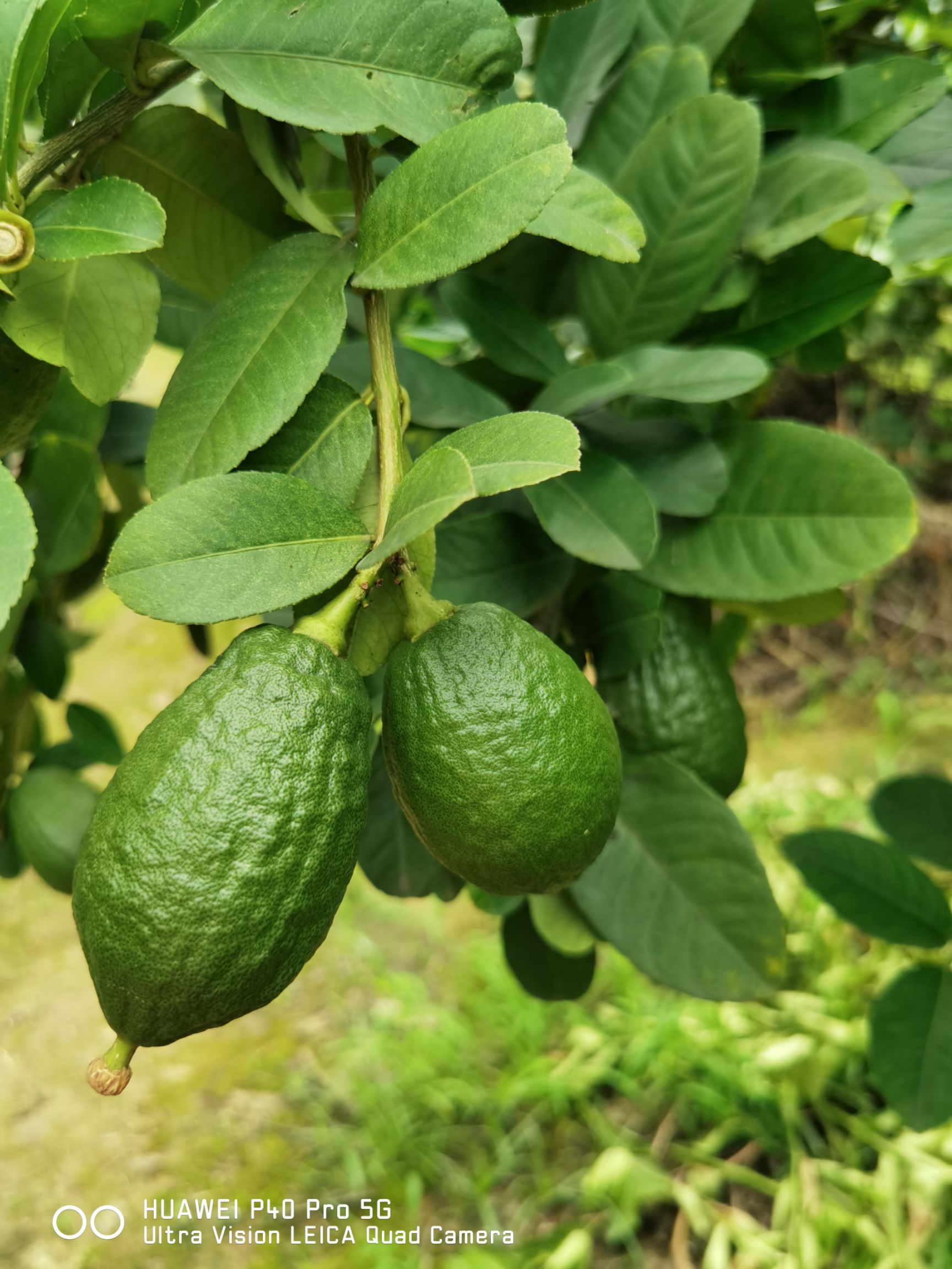 广东香水柠檬青果青黄果皮薄老树果，香味浓郁，产地直发价格便宜