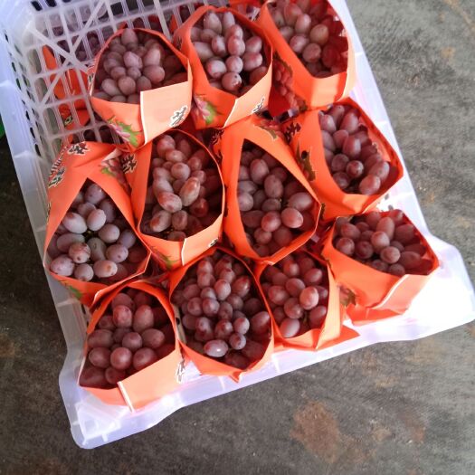 弥勒市 茉莉香葡萄精品货