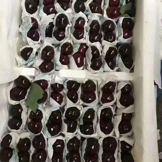 汉源县黑珍珠樱桃  农家自产套袋车厘子