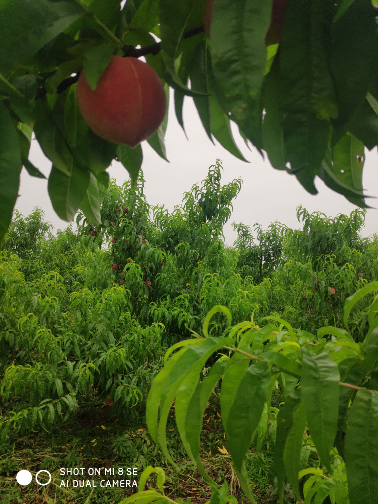 突圍桃 湖北省荊門市鐘祥市 一級果 