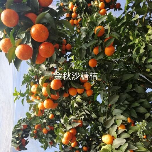 柑桔苗   沙糖桔早熟沙糖桔苗可视频起苗
品种保证根须好
