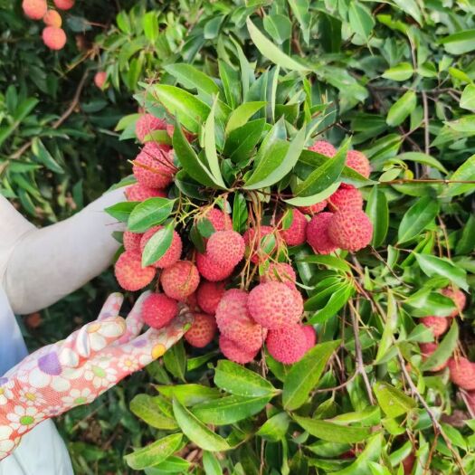 北海 桂味荔枝