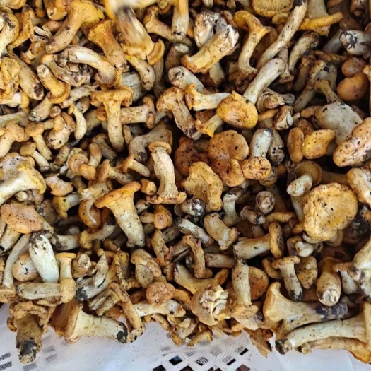 昆明红葱菌 鲜牛肝菌 