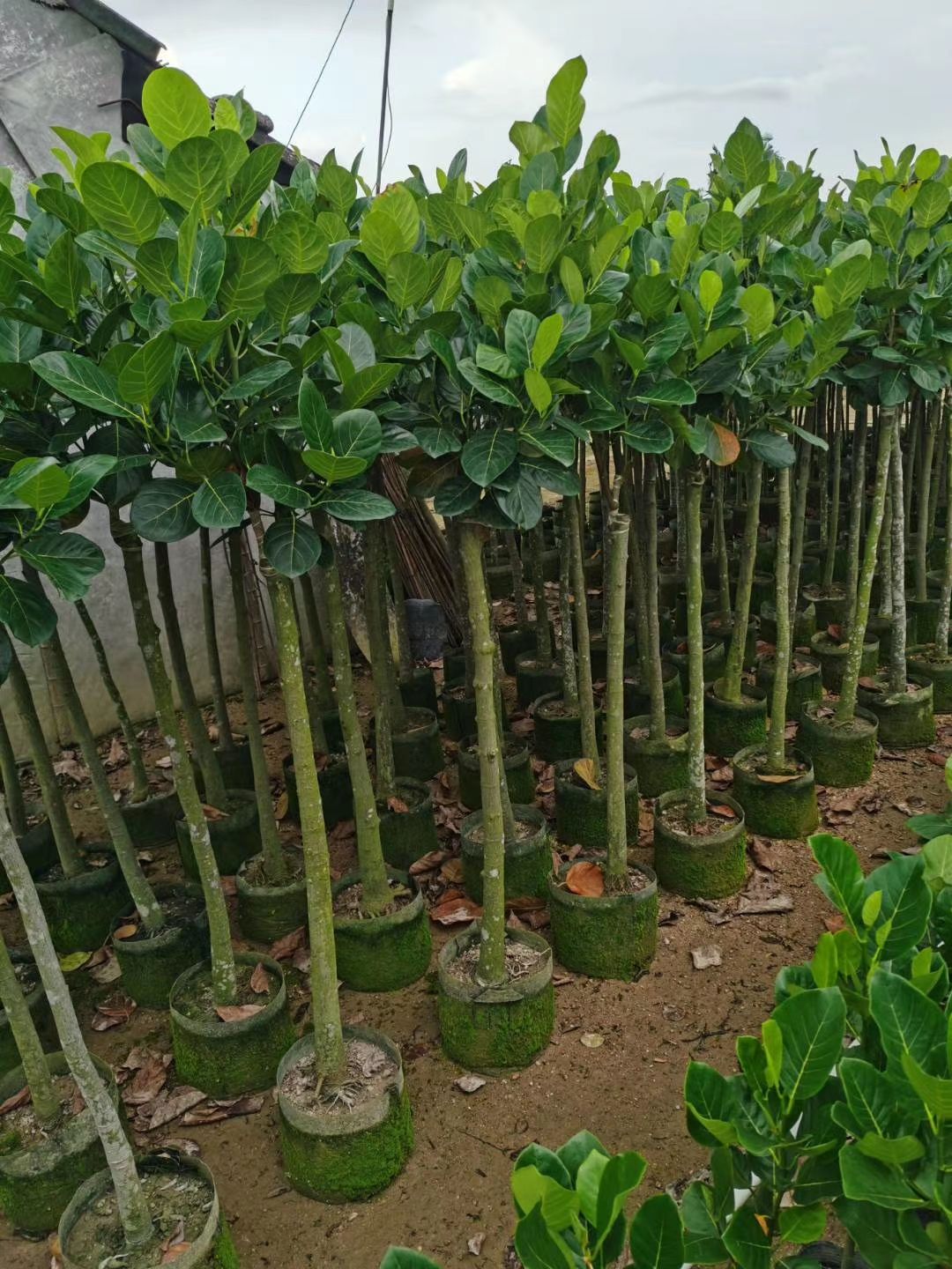 香水菠萝苗 菠萝蜜树苗 树菠萝苗 广东产地直销 各种水果小苗