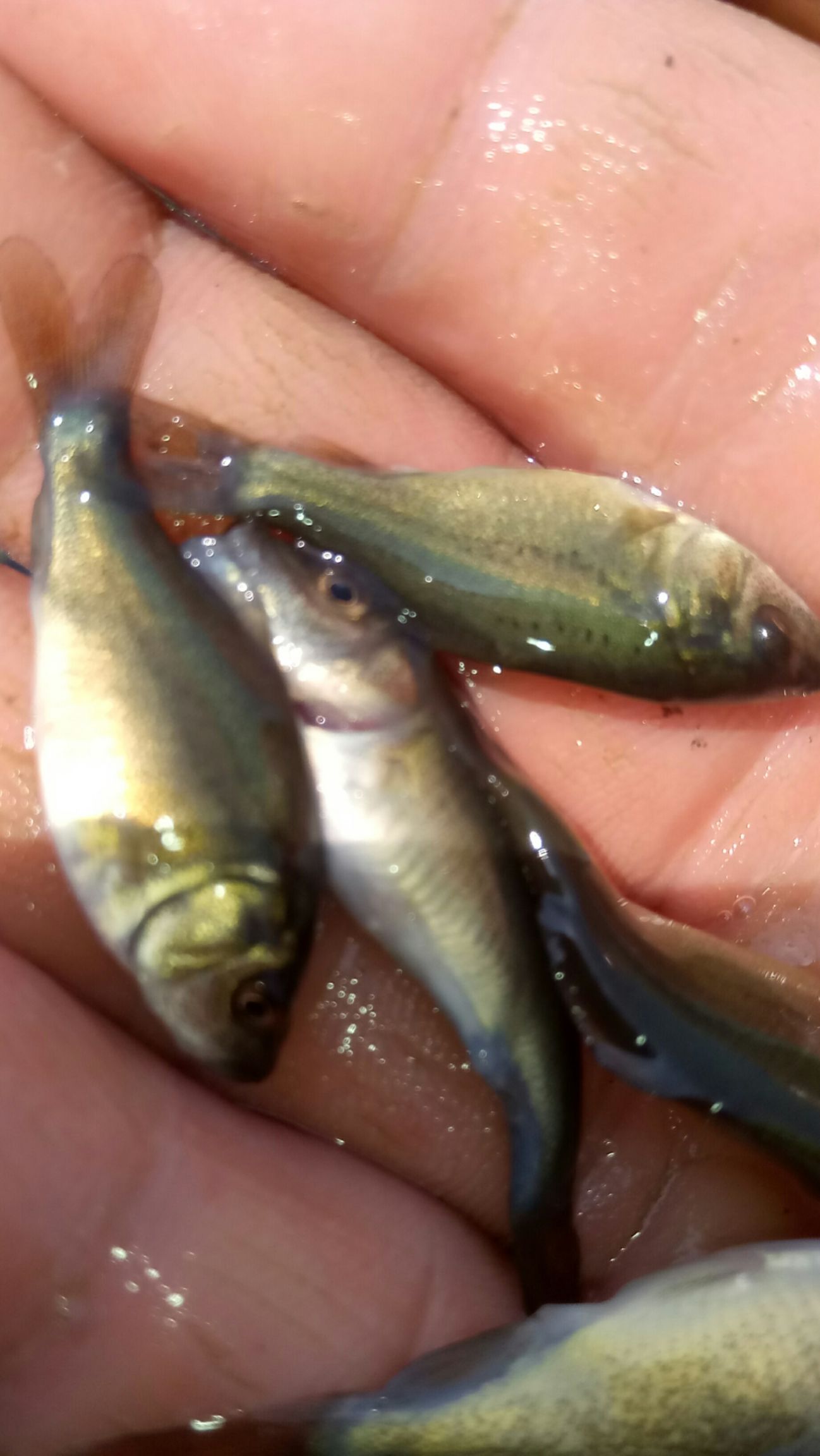 裸鲤鱼苗  裸鲤鱼苗鱼场直供  规格苗 包运输 包消毒下塘