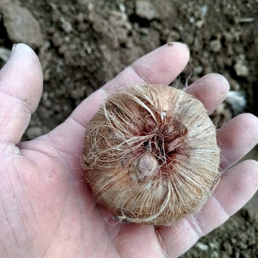 亳州 出售藏红花种球