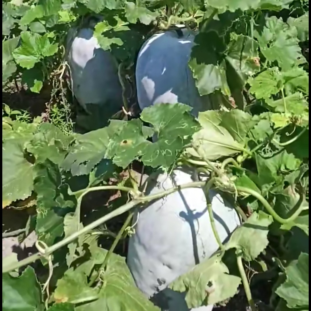 白皮冬瓜