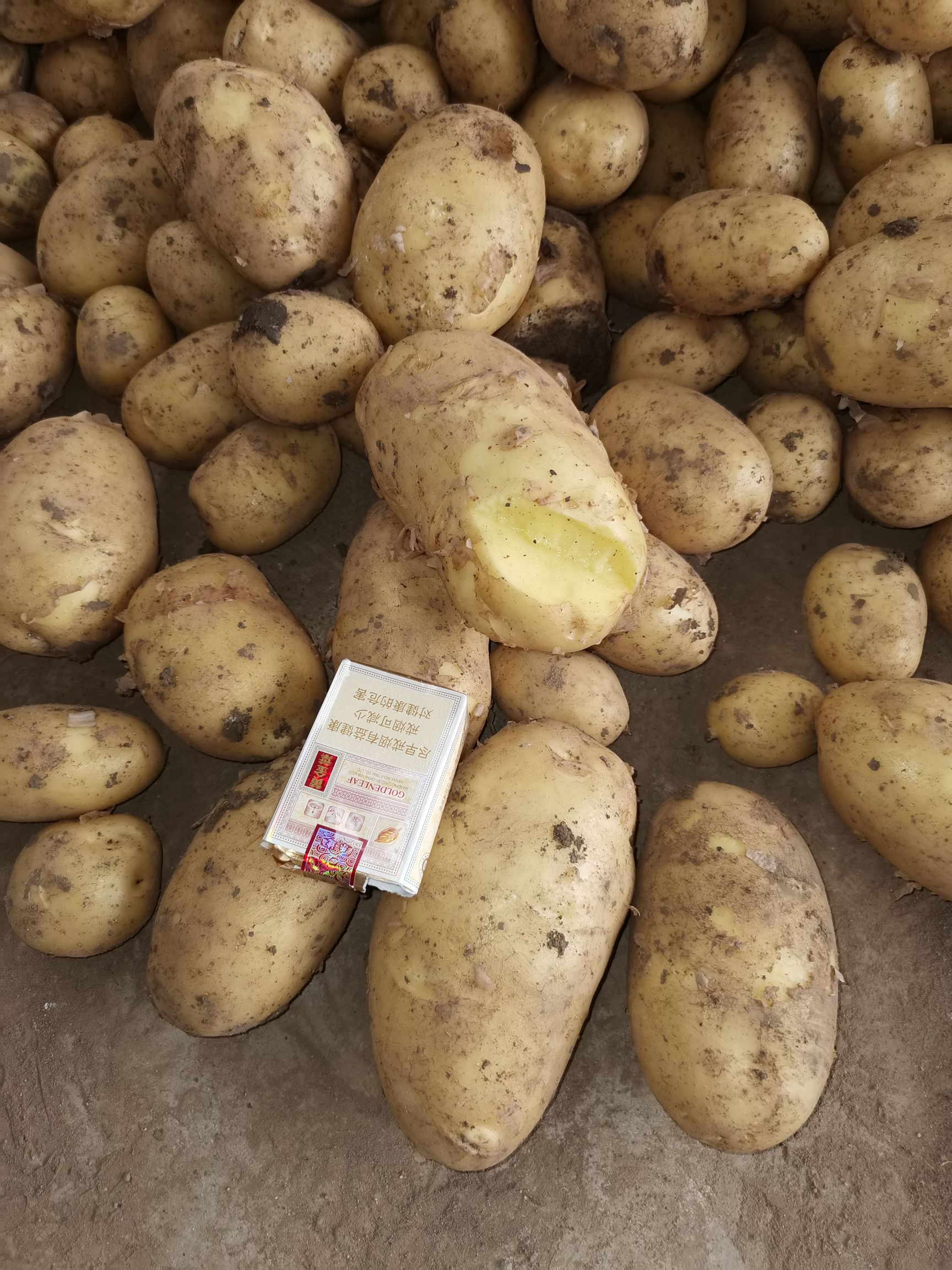 中薯5号土豆  河南南阳土豆已经上市了 荷兰十五 中薯五号