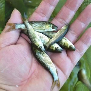 富顺县 草鱼苗