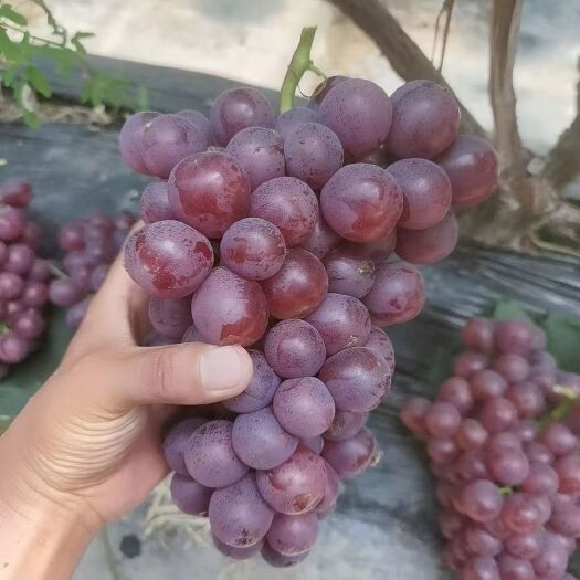 单县夏黑葡萄  精品夏黑，早熟 红无核 藤稔 大量供应