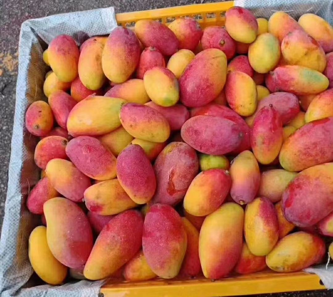 贵妃芒  寄售芒果品种皇贵妃