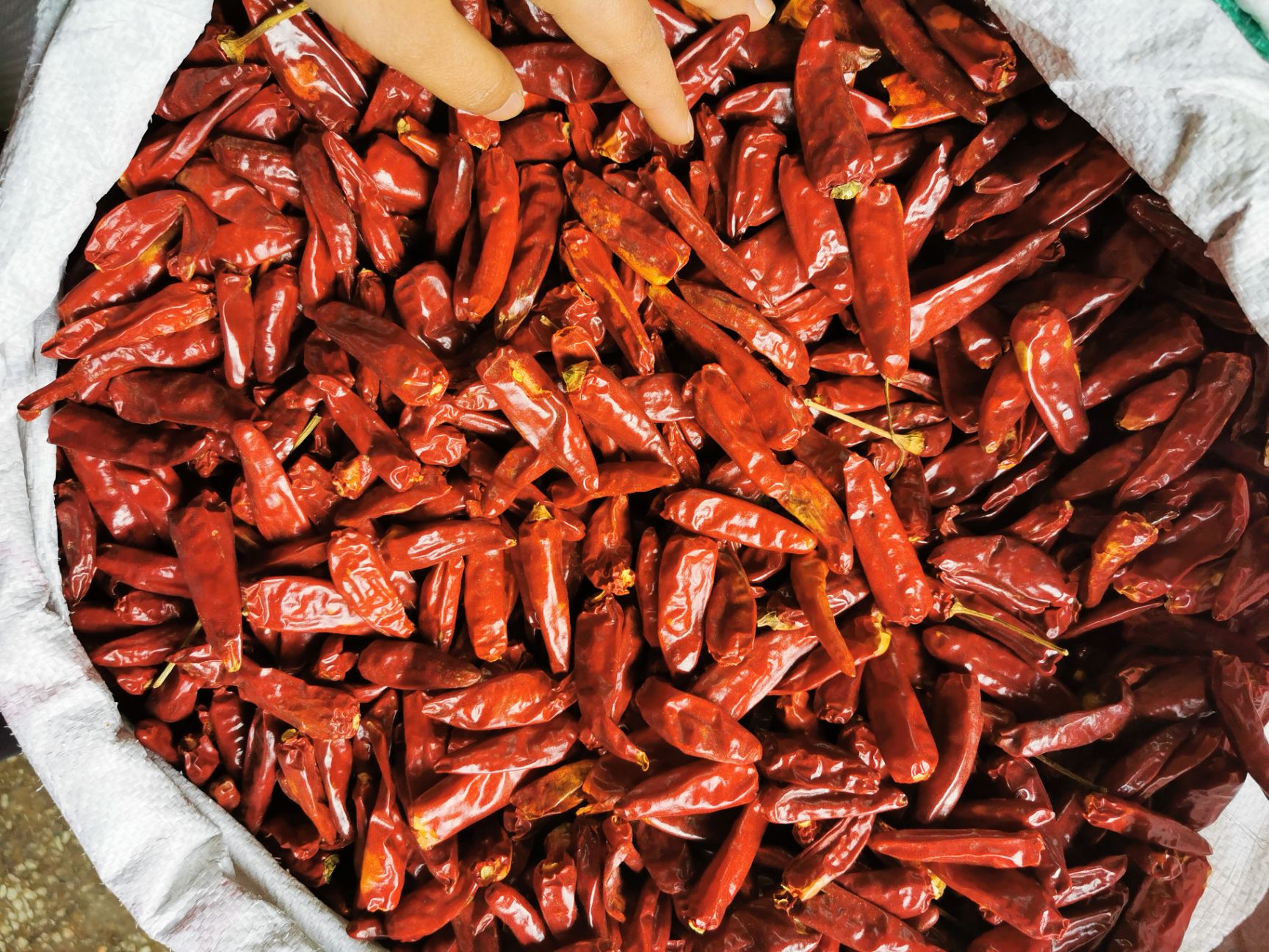 子弹头干辣椒 特级子 弹头