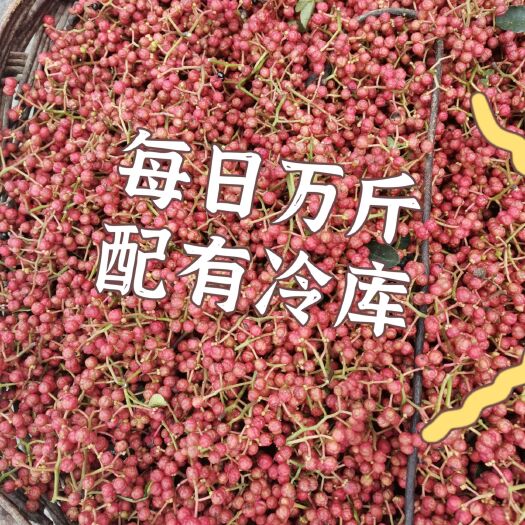 富平县鲜花椒，湿花椒，陕西大红袍花椒现摘新鲜花椒货源，量大
