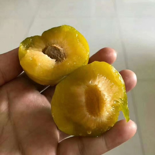 蜂糖李  天然生无农药残留。