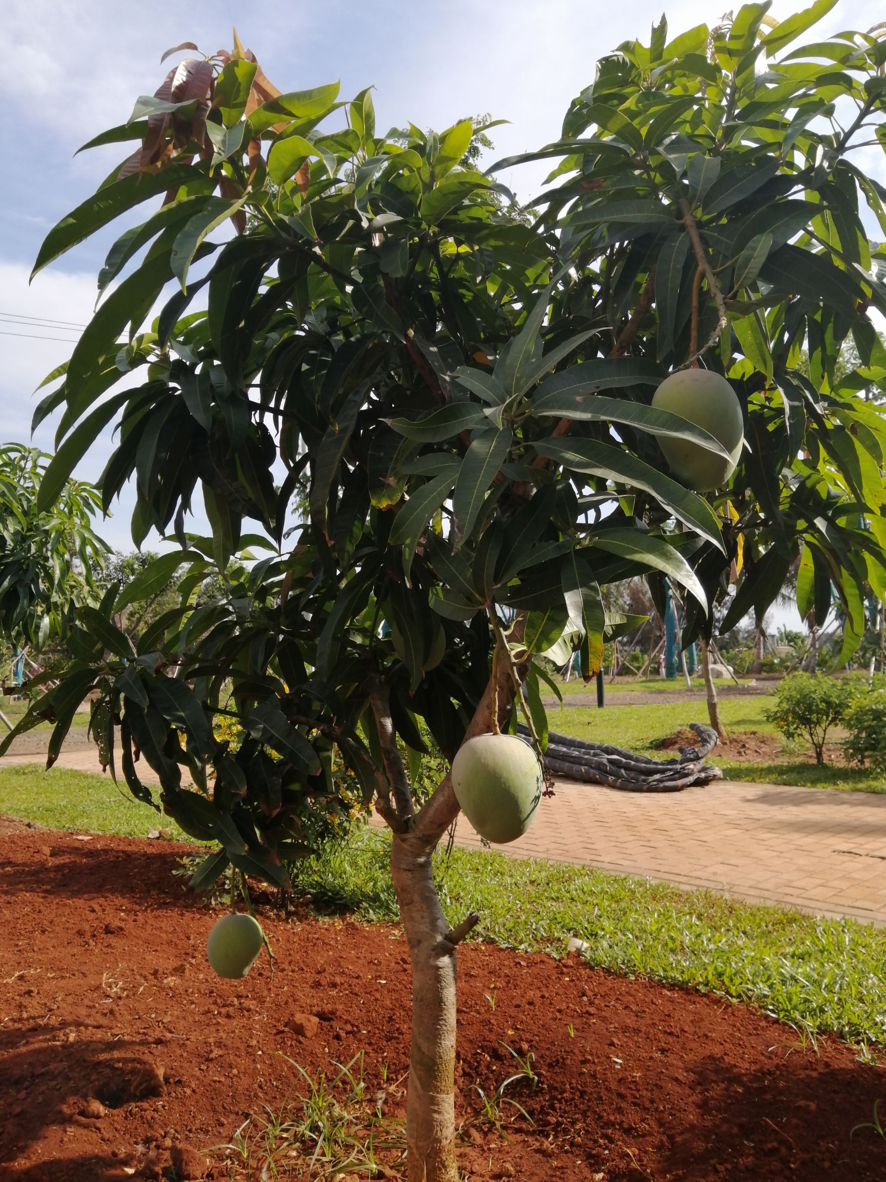 澳芒苗嫁接 盆栽广西发货 带土带叶发货 成活率高