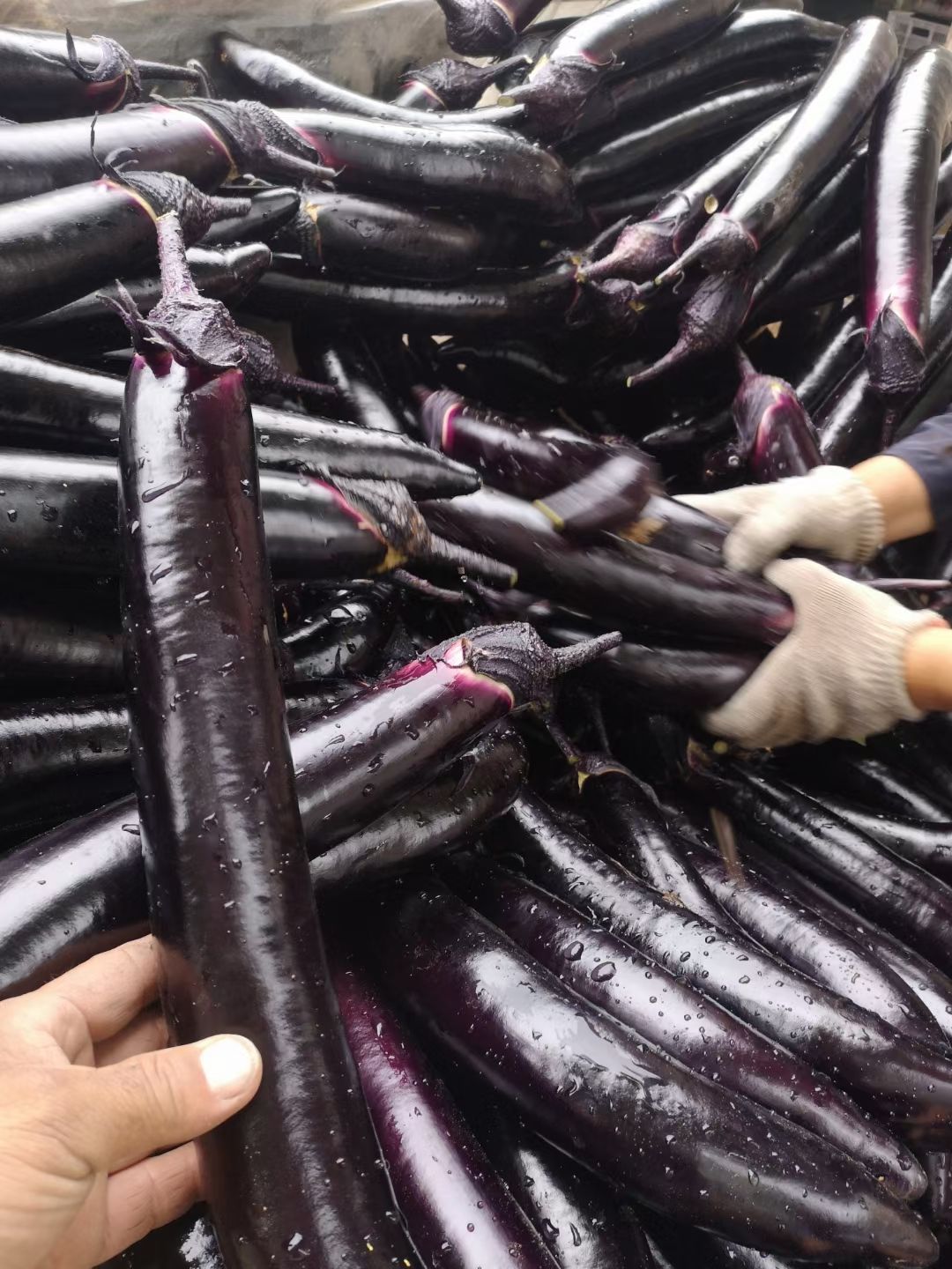 优质嫁接茄子苗，嫁接紫把长茄苗，绿把长茄苗！圆茄苗！线茄苗！