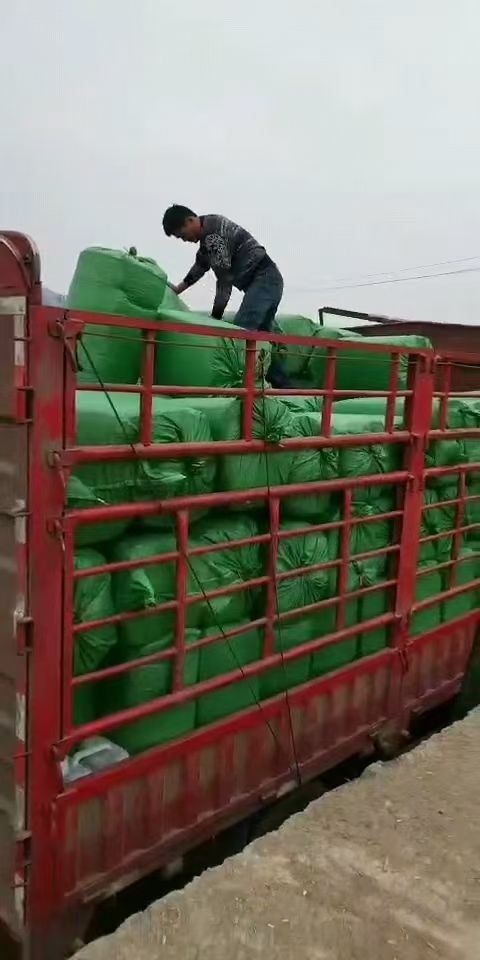南澳县 玉米秸秆青贮，天然饲料，储存久，养殖户生成本效益高的选择
