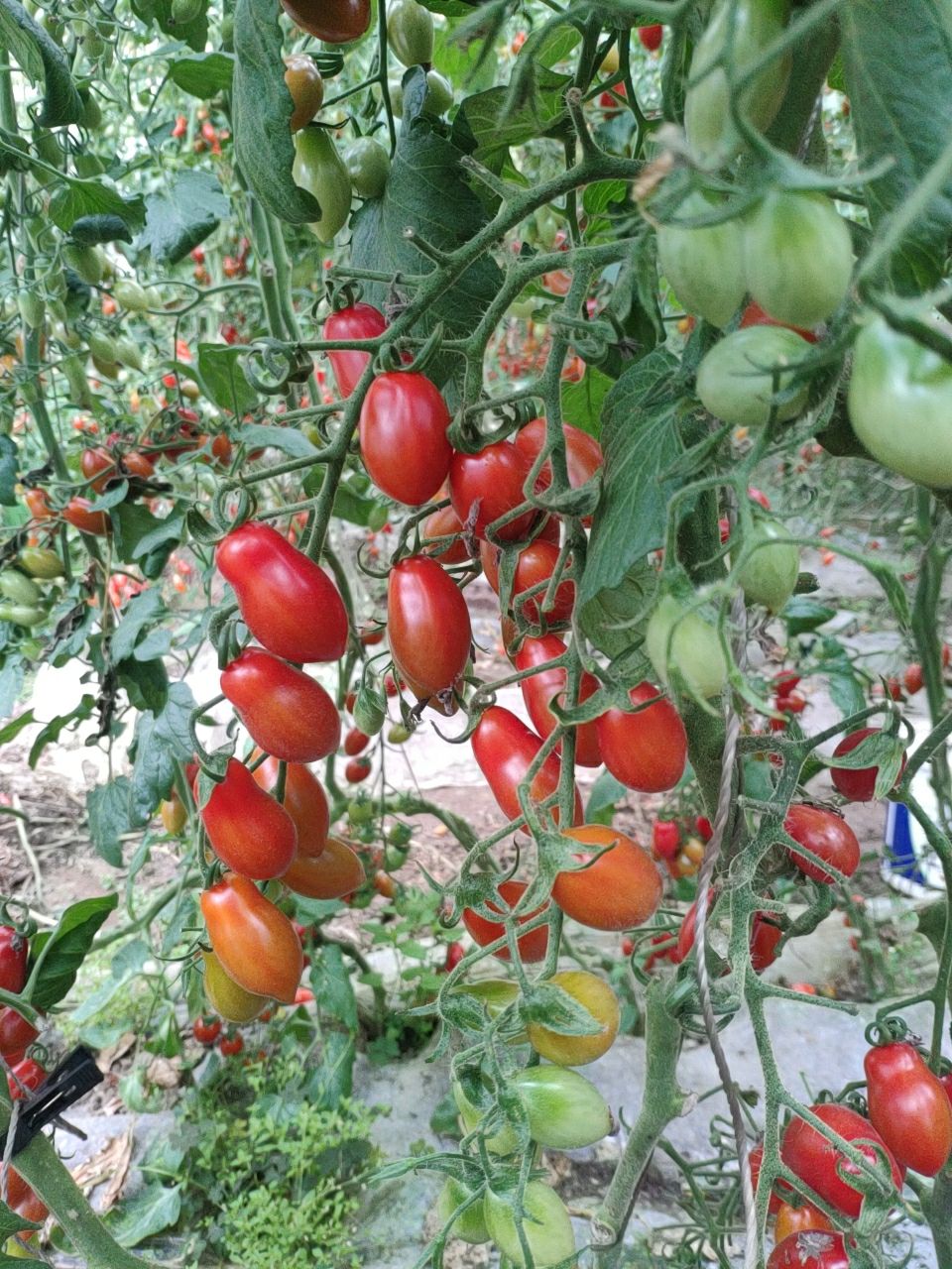 小番茄十大品种图片