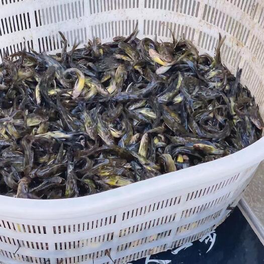 淮安黄颡鱼苗 黄骨鱼品种优良，全国免费送货，回本迅速 。亩产5000斤左右