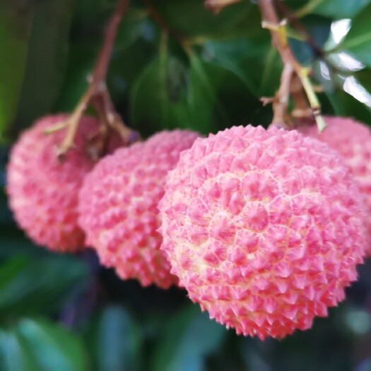 遂溪县 桂味荔枝