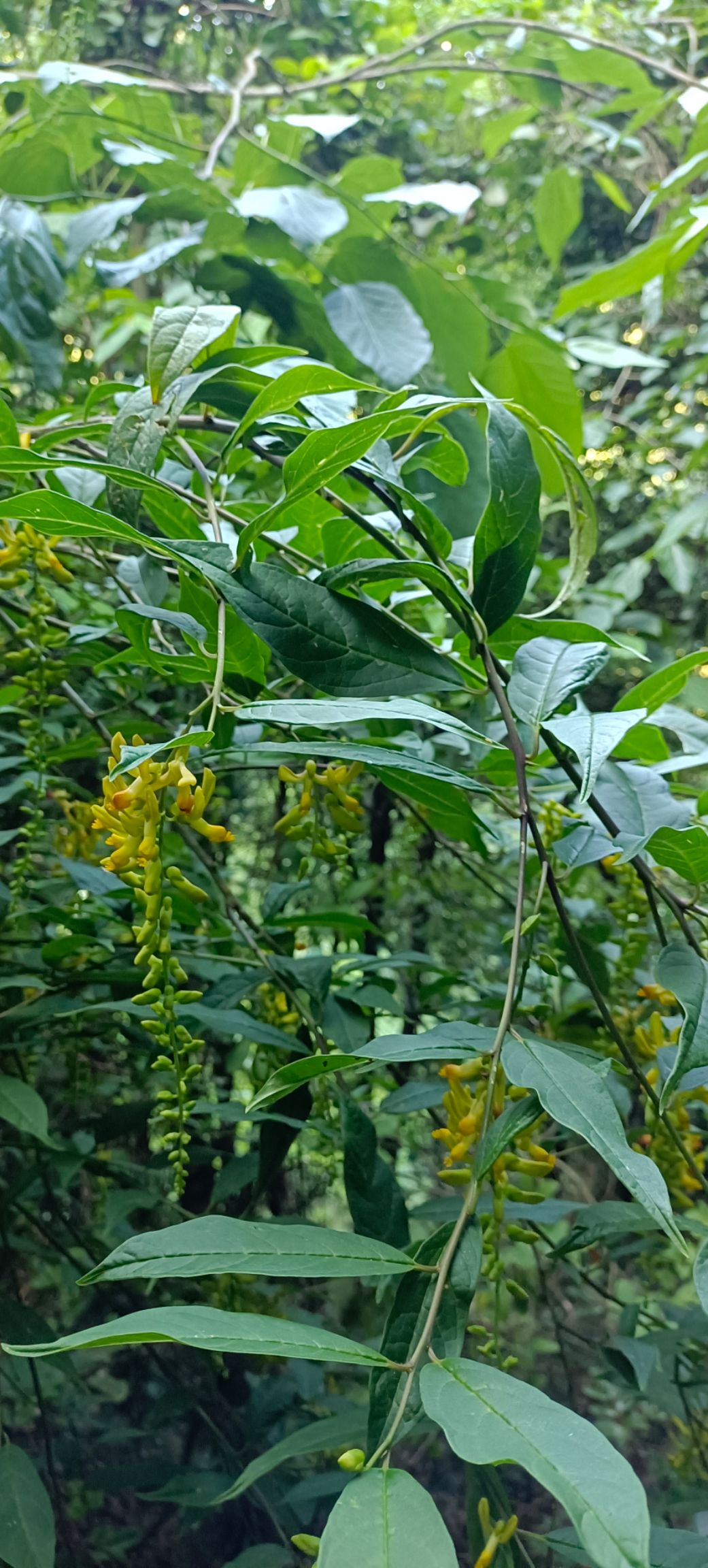 山里黄花倒水莲，下单现采。