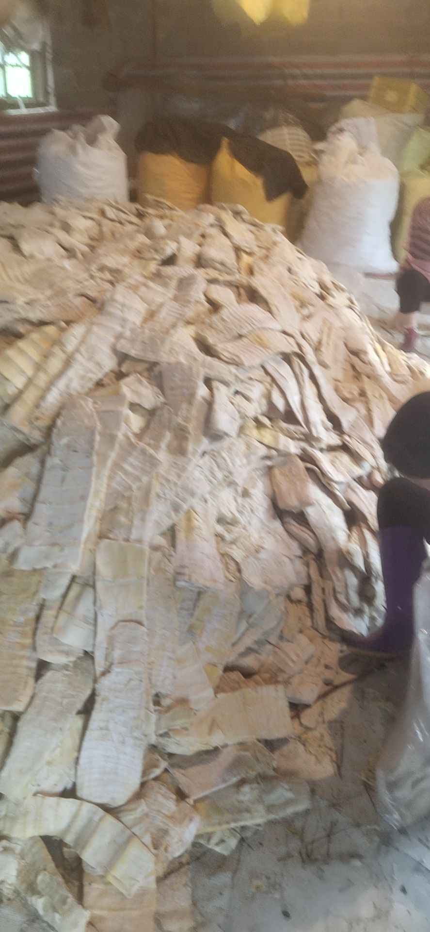 春笋 今年压榨 新鲜开仓笋