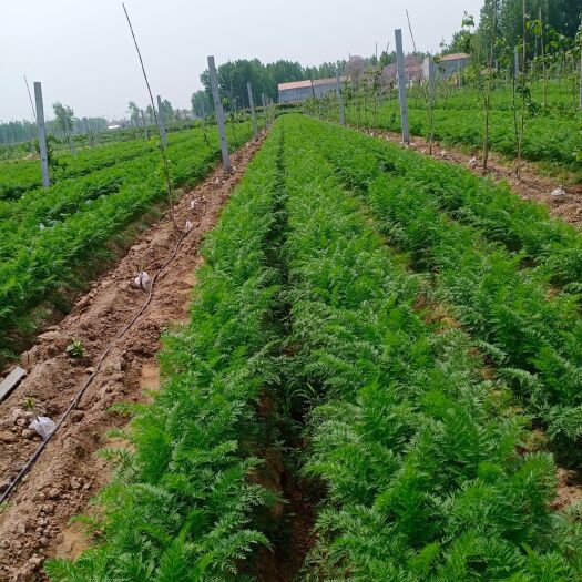 商丘三红胡萝卜 六十亩胡萝卜开园欢迎各地经销商来收购