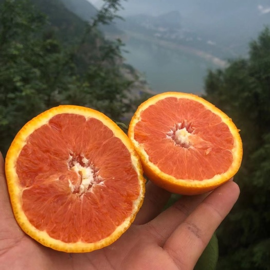 秭归县脐橙  中华红橙产地大量上市销售！