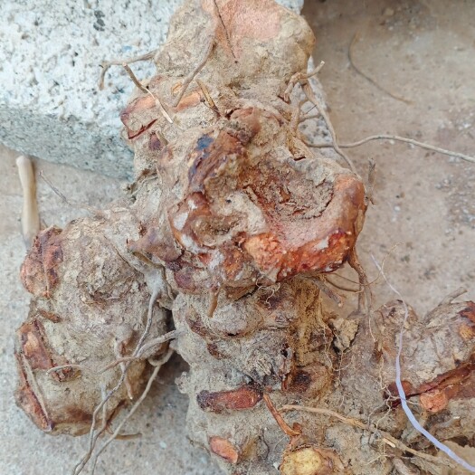 元江县 云南红肉茯苓鲜货大量供应