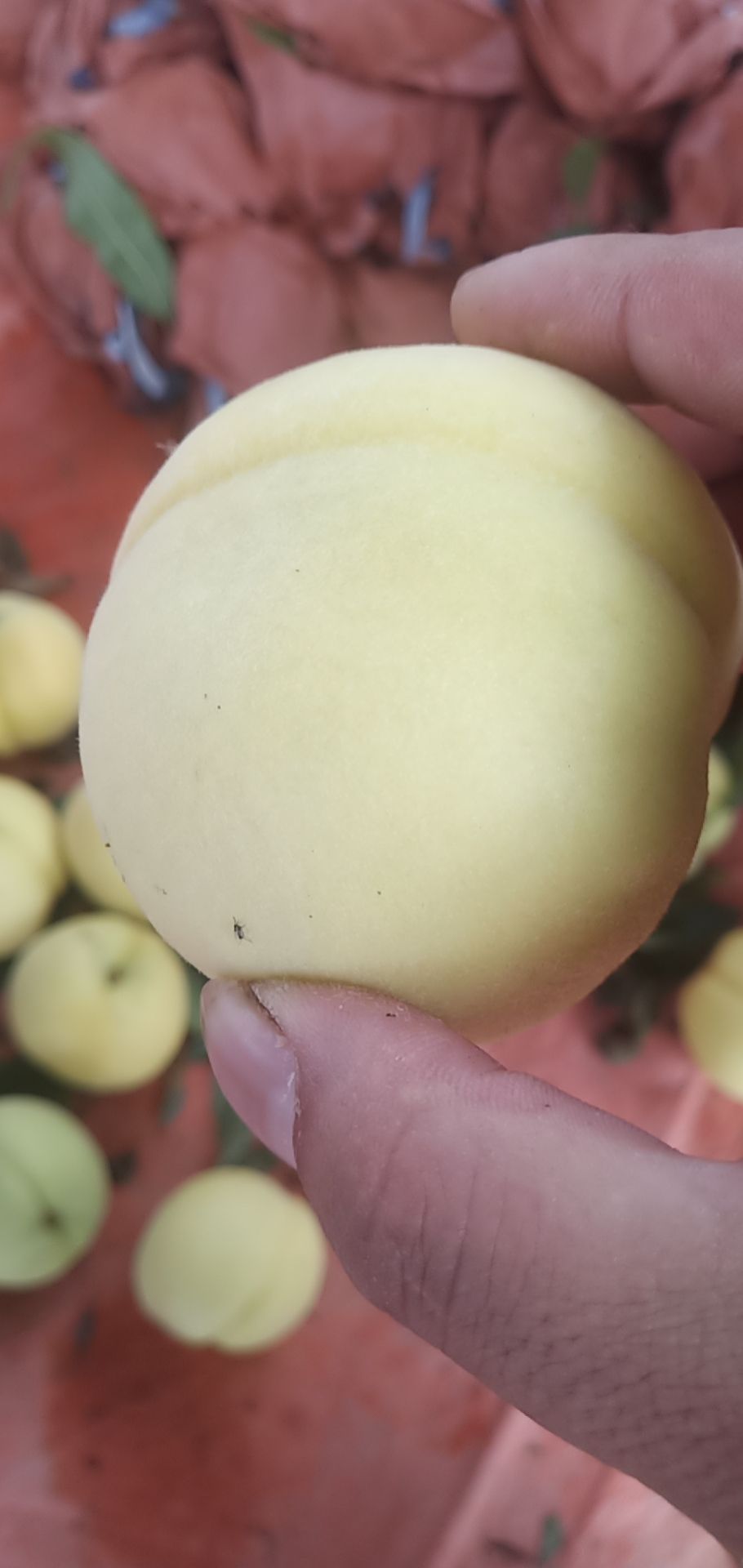 黄金蜜  黄金密，黄桃