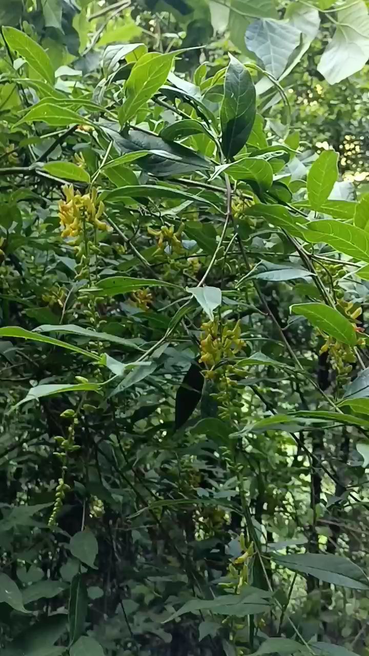 山里黄花倒水莲，下单现采。