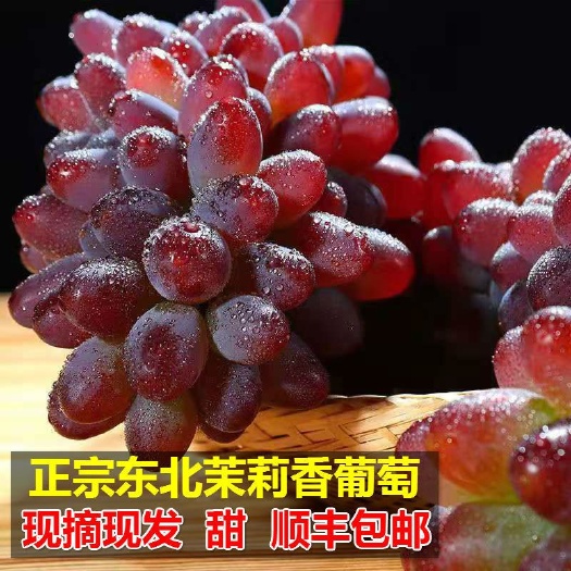 茉莉香葡萄东北葡萄北镇茉莉香郁金香葡萄抽真空+泡沫箱+冰袋