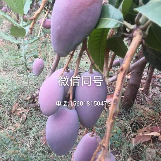 会东县皇贵妃芒果