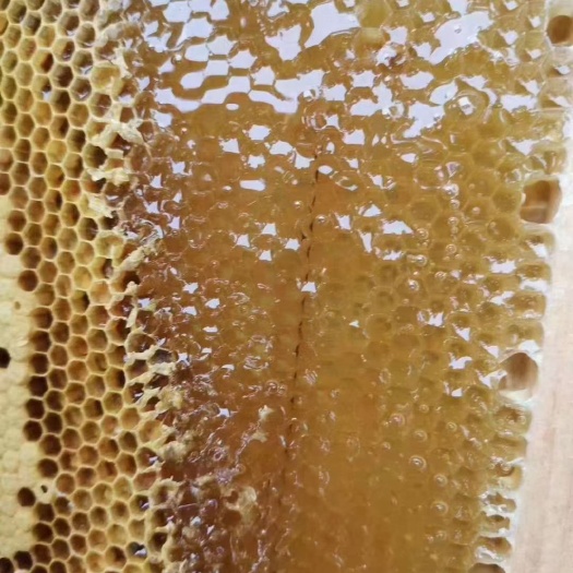 浦北县荔枝蜜  广西长寿之乡的荔枝花峰密