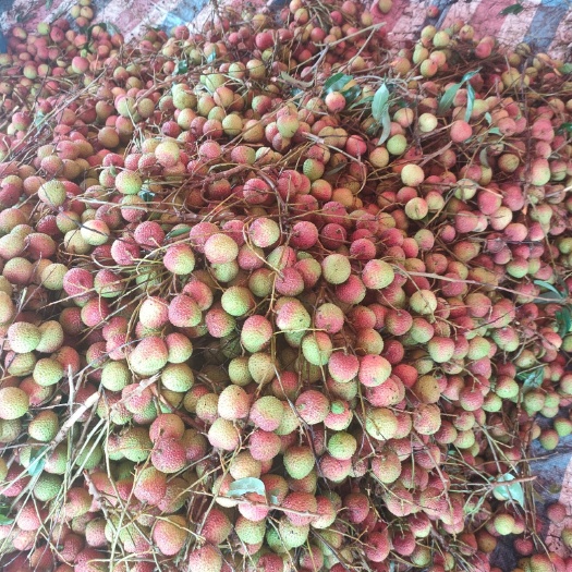 廉江市妃子笑荔枝