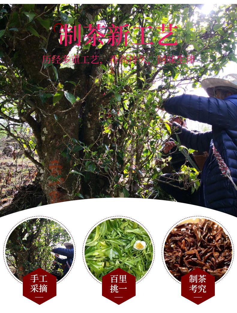 云南野生滇红茶金骏眉茶叶正山小种浓香型2023新茶礼