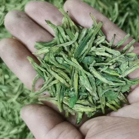 杭州2023年新茶绿版龙井茶龙井43号品种散茶炒青绿茶礼盒装