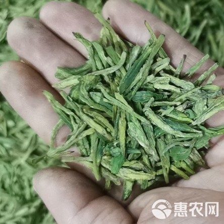 2024年新茶绿版龙井茶龙井43号品种散茶炒青绿茶礼盒装