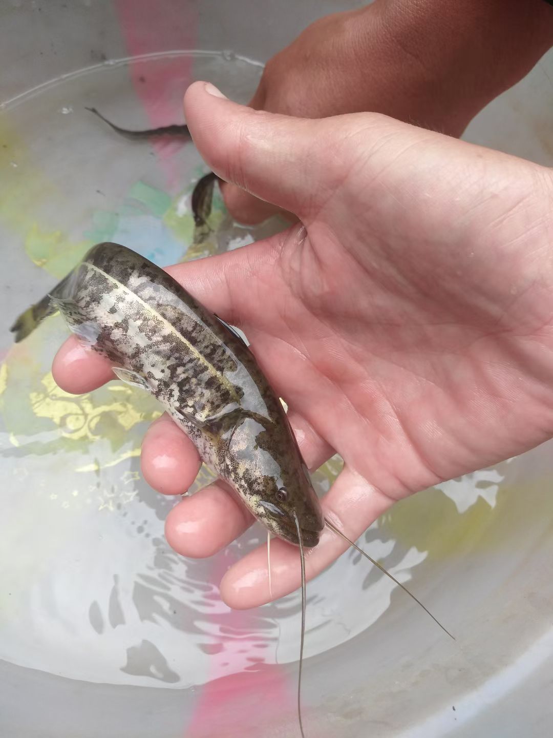 北方大口鲶鱼苗
