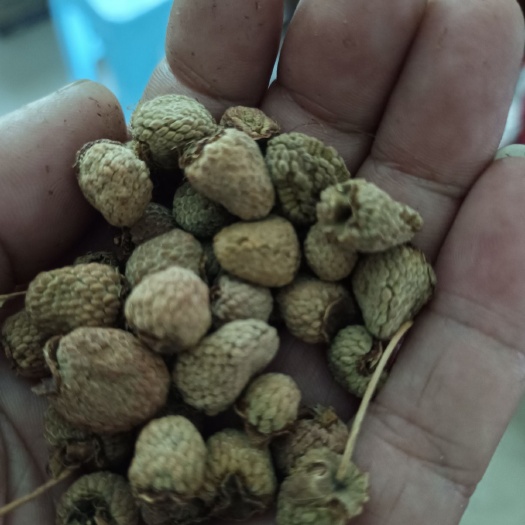 怀宁县含量高覆盆子