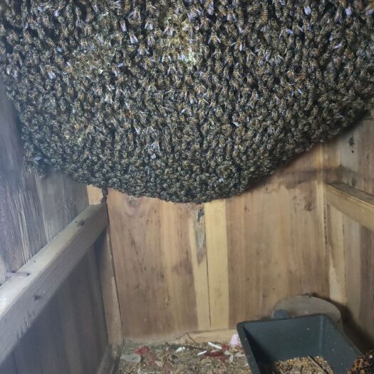 蒙自市土蜂蜜 荔枝花蜂蜜中蜂出售