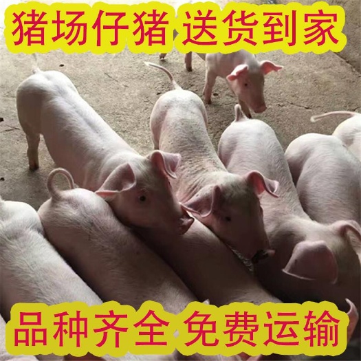 沂南县【精品】仔猪 三元仔猪 正规仔猪繁育基地 品种优良 防疫齐全