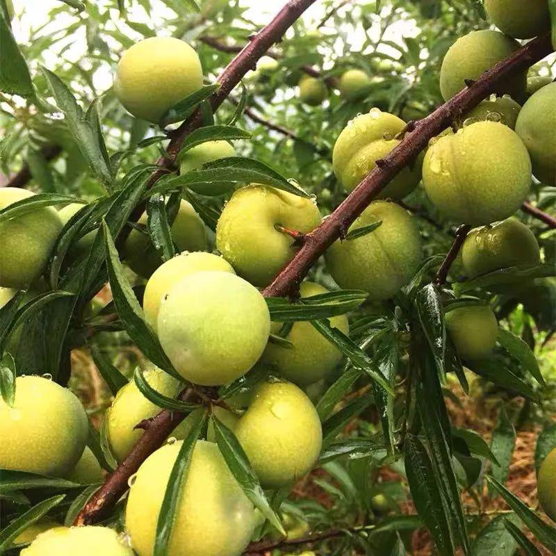 云南本地脱骨李