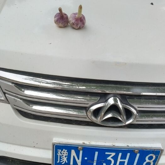 民权县紫皮蒜  大蒜