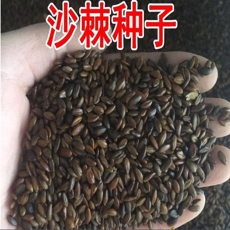 灌木护坡 盐碱地沙棘种子南方北方庭院植物绿化苗木盆栽沙漠内蒙