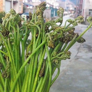 鸡西 东北黑龙江蕨菜，质量好，口感好，，纯绿色
